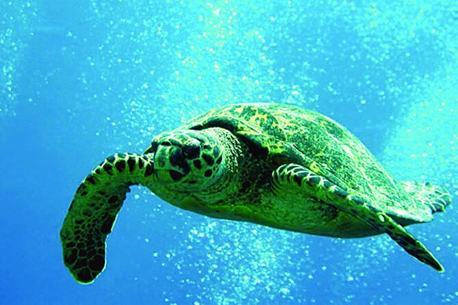 West Oahu Afternoon Turtle Snorkel Sail - Key points at a glance