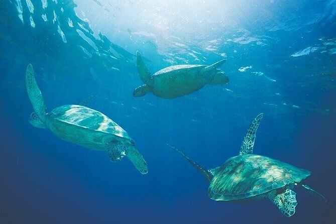 West Oahu Afternoon Turtle Snorkel Sail - Choosing the reef for the day