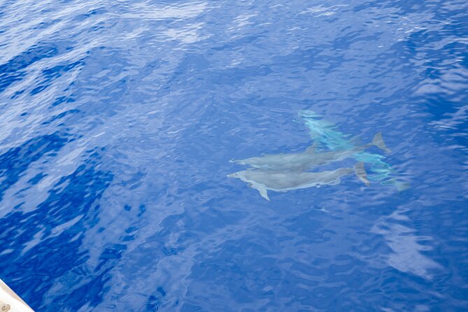 West Oahu Afternoon Turtle Snorkel Sail - What $89 buys you