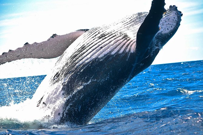 West Oahu Deluxe Whale Watching Sail - Key points to know before you book