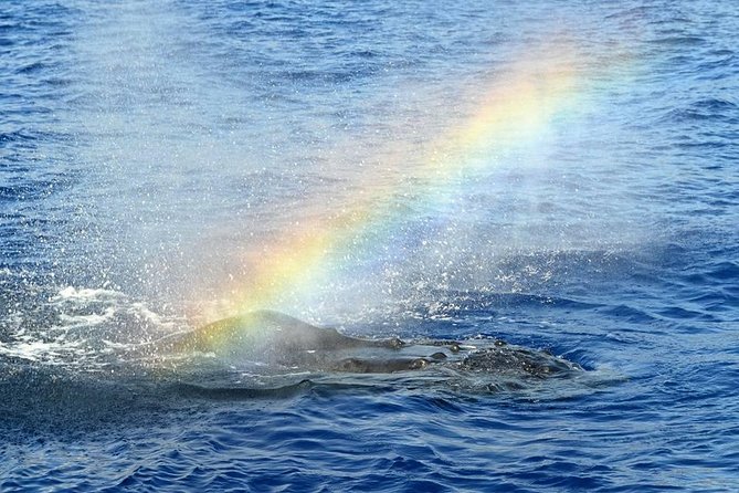 West Oahu Deluxe Whale Watching Sail - Setting out from Waiʻanae Small Boat Harbor