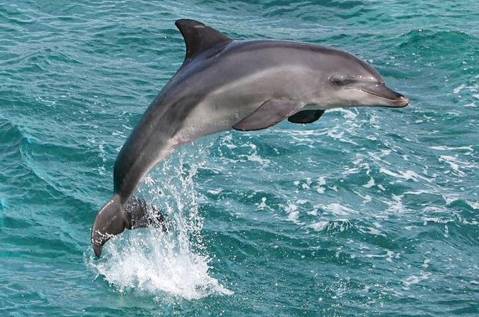 West Oahu Deluxe Whale Watching Sail - Humpbacks, dolphins, and surprise wildlife