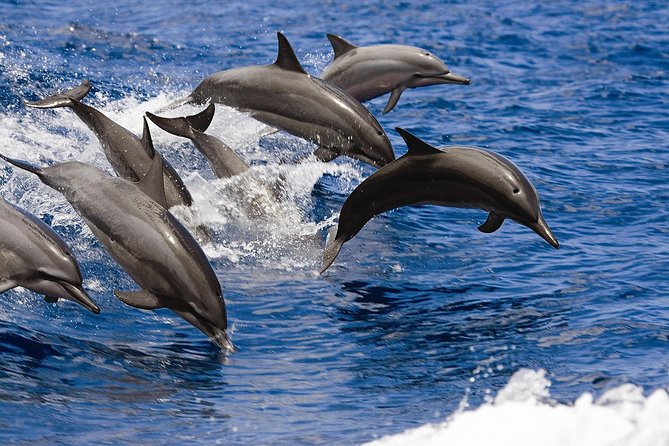 West Oahu Deluxe Whale Watching Sail - How the $89 price holds up