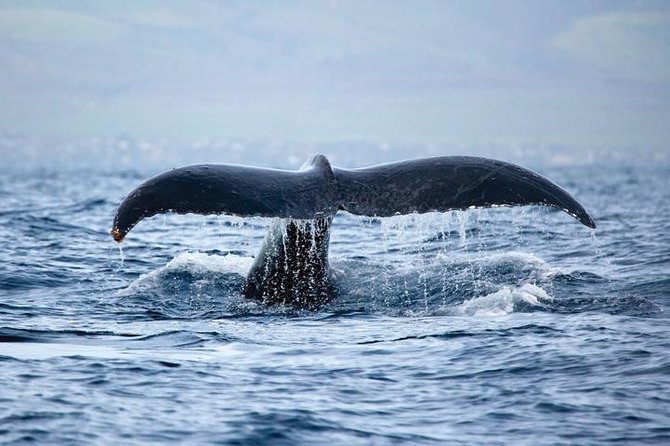 West Oahu Deluxe Whale Watching Sail - Two hours along the Waianae coast