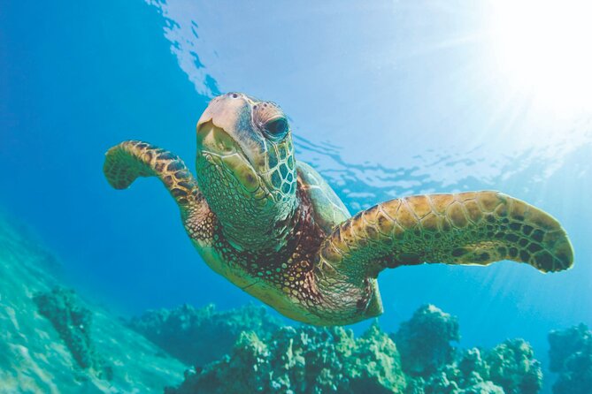 West Oahu Dolphin Watch and Snorkel Sail with Lunch - At a glance: what makes this sail worth considering