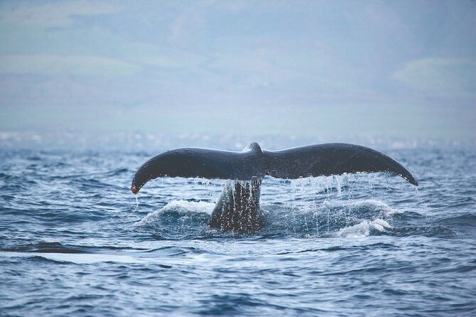 West Oahu Dolphin Watch and Snorkel Sail with Lunch - Should you book the West Oahu Dolphin Watch and Snorkel Sail?