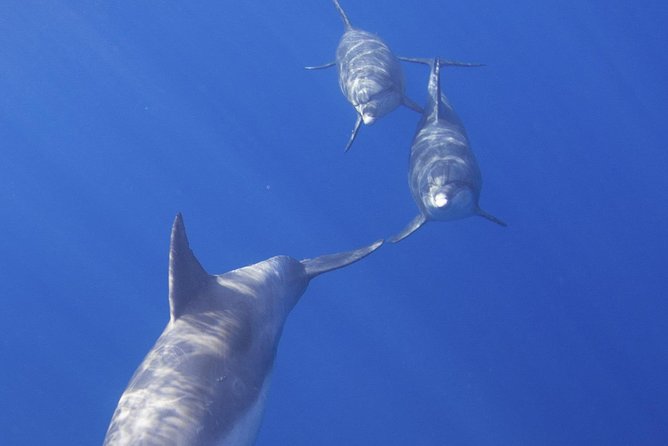 West Oahu Dolphin Watch and Snorkel Sail with Lunch - The six coastal sights along the route