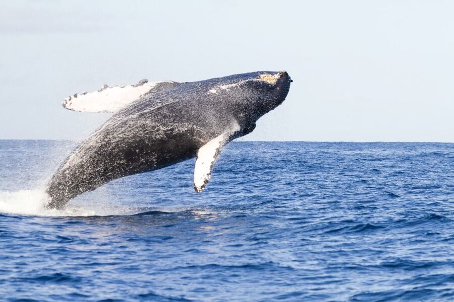 West Oahu: Eco-Friendly Whale Watching Cruise - Setting out from Waiʻanae Small Boat Harbor