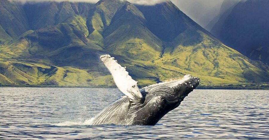 West Oahu: Eco-Friendly Whale Watching Cruise - A two-hour search for humpback whales