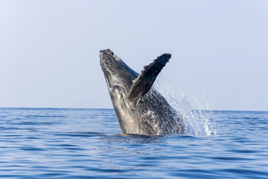 West Oahu: Eco-Friendly Whale Watching Cruise - Why the west coast setting matters