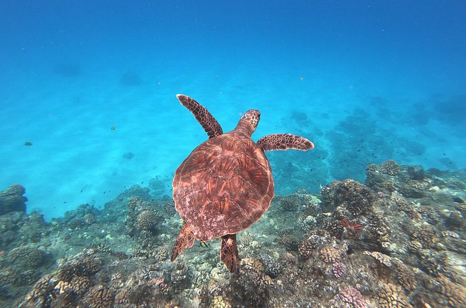 Whale & Dolphin Watching, Turtle Snorkeling - Snorkeling with turtles and tropical fish