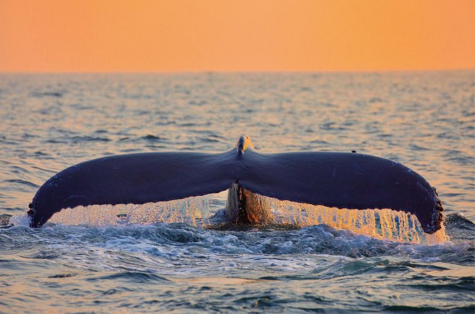 Whale & Dolphin Watching, Turtle Snorkeling - Waikiki pickup takes planning