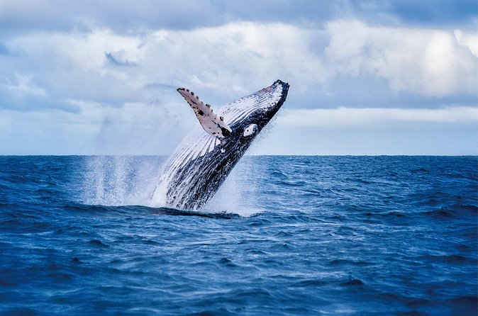 Whale & Dolphin Watching, Turtle Snorkeling - Sunset views and changing return times