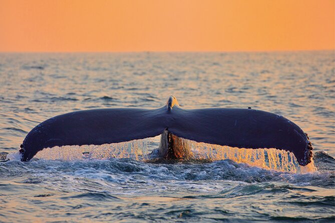 Whale & Dolphin Watching, Turtle Snorkeling - How the $166.49 price compares with the experience