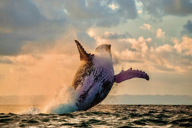 Whale & Dolphin Watching, Turtle Snorkeling - Dolphins may appear before the whales