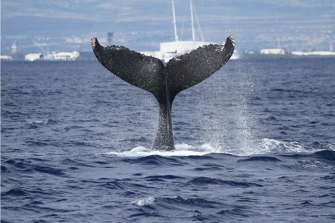 Whale Watch Cruise Aboard The Majestic - Leaving Pier 6 with Honolulu at your back