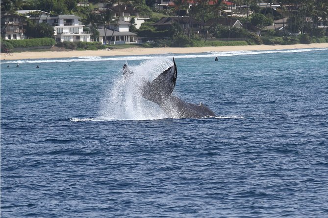 Whale Watch Cruise Aboard The Majestic - The route from Waikiki to Maunalua Bay