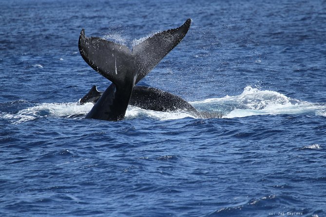 Whale Watch Cruise Aboard The Majestic - Searching the NOAA whale sanctuary