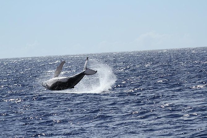Whale Watch Cruise Aboard The Majestic - Whales are the focus, but keep scanning