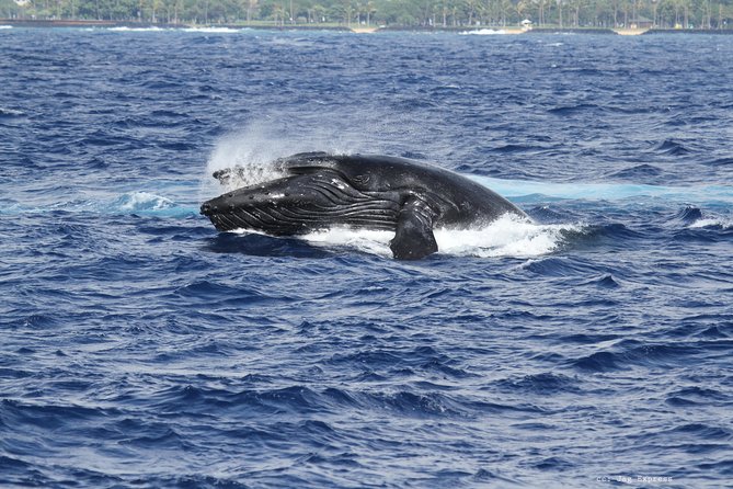 Whale Watch Cruise Aboard The Majestic - The naturalist adds real value
