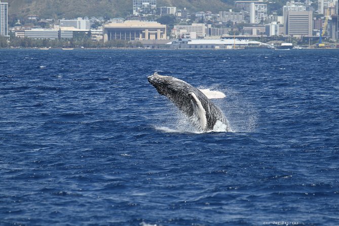 Whale Watch Cruise Aboard The Majestic - Timing, season, and the return option