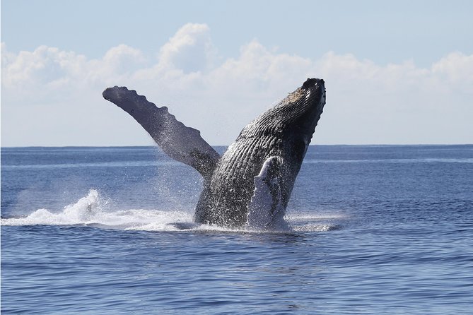 Whale Watch Cruise Aboard The Majestic - What the Majestic feels like at sea
