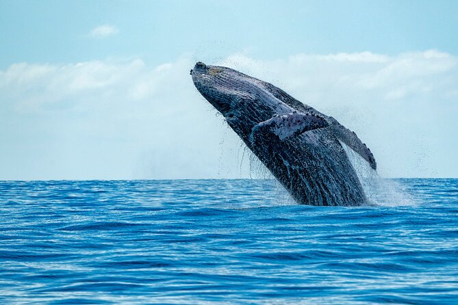 Whale Watching Adventure -Speed Boat & Small Group - Key points at a glance
