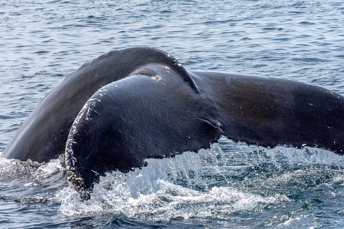 Whale Watching Adventure -Speed Boat & Small Group - Whales, turtles, fish, and dolphins
