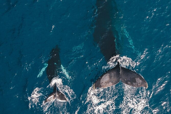 Whale Watching Cruise in Honolulu - The Prince Kuhio as a whale-watching platform