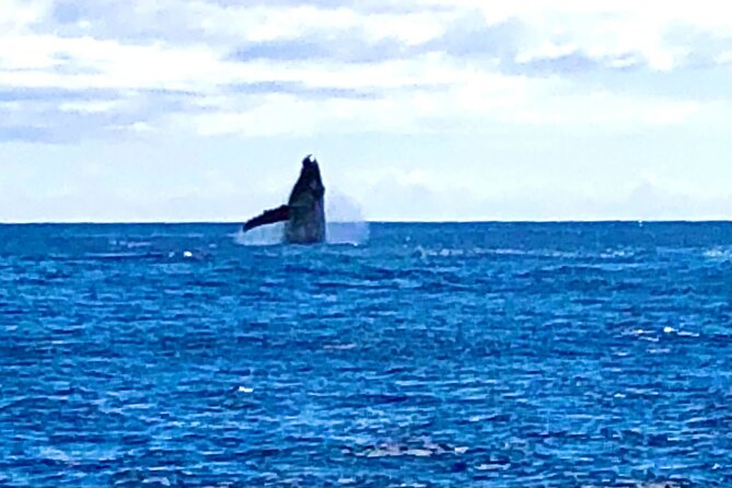 Whale Watching Cruise in Honolulu - Cancellations, refunds, and smart planning