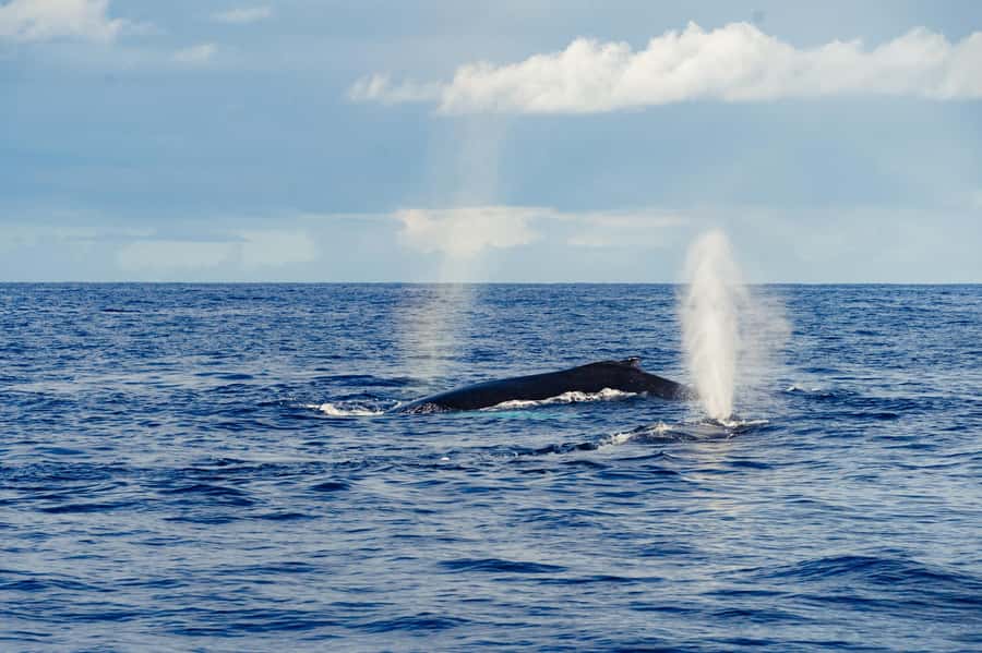 Whale Watching Cruise in Waikiki Oahu - SEE THE HUMPBACKS! - Watching for humpbacks off Waikiki