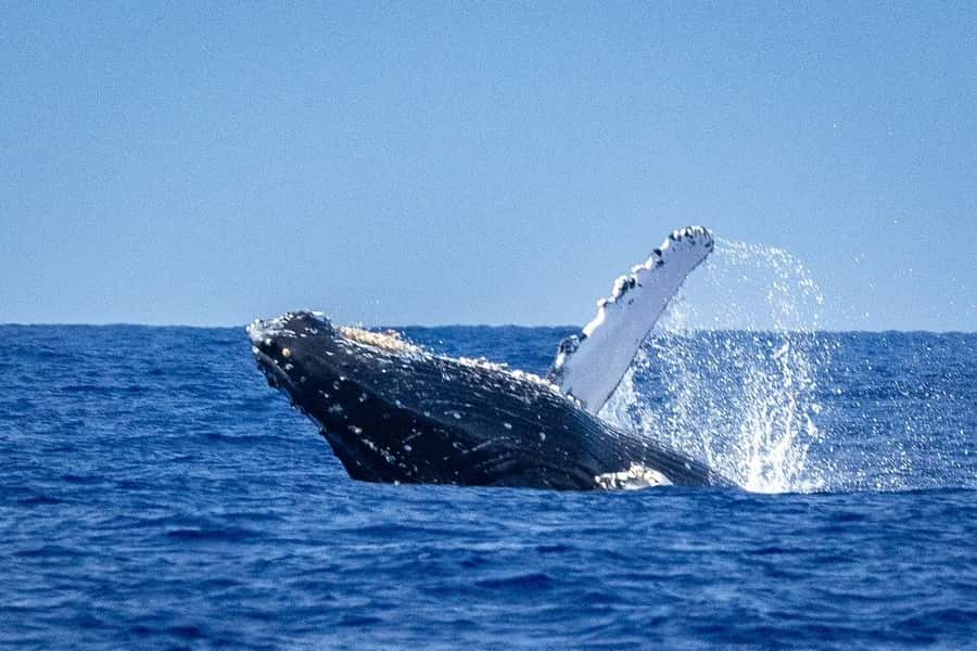Whale Watching Cruise in Waikiki Oahu - SEE THE HUMPBACKS! - From Kewalo Basin Harbor to the open water