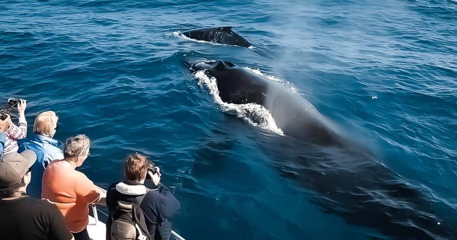 Whale Watching Cruise in Waikiki Oahu - SEE THE HUMPBACKS! - Waikiki looks different from Island Princess