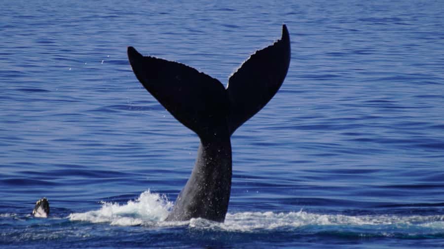 Whale Watching Cruise in Waikiki Oahu - SEE THE HUMPBACKS! - Food, drinks, and comfort on board
