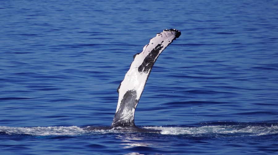 Whale Watching Cruise in Waikiki Oahu - SEE THE HUMPBACKS! - Is $80 a fair price?