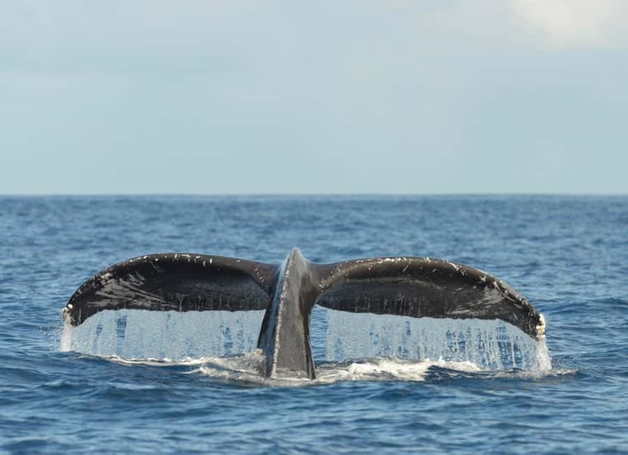 Whale Watching Cruise in Waikiki Oahu - SEE THE HUMPBACKS! - FAQ