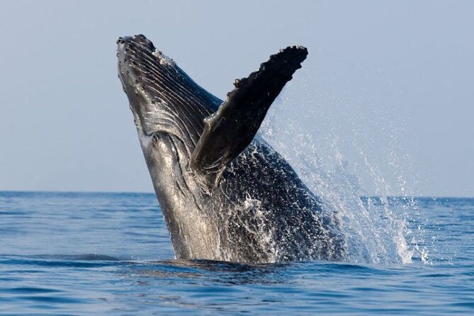Whale Watching & Late Breakfast Cruise in Honolulu - A breakfast cruise with a whale search built in