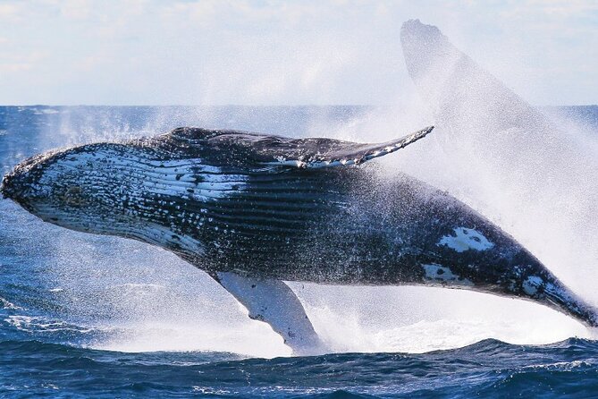 Whale Watching & Late Breakfast Cruise in Honolulu - Kona coffee and two very different breakfast choices