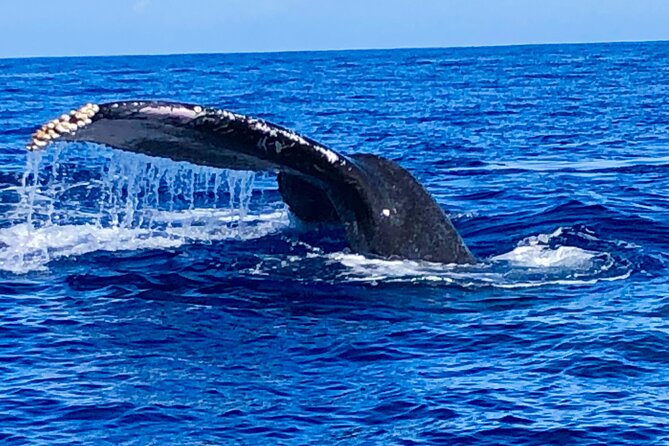 Whale Watching & Late Breakfast Cruise in Honolulu - The Prince Kuhio, seating, and comfort on the water