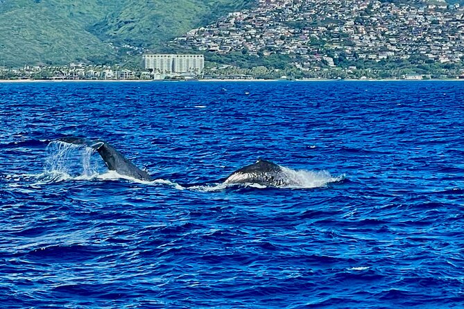 Whale Watching & Late Breakfast Cruise in Honolulu - Is the breakfast worth the tour price?