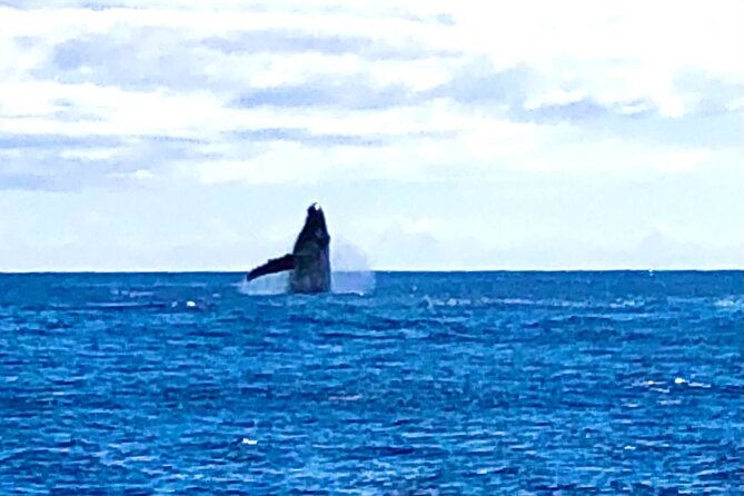 Whale Watching & Late Breakfast Cruise in Honolulu - Who should book this Honolulu cruise?