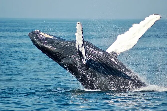 Whale Watching Sail in Honolulu with Open Bar - Key Points
