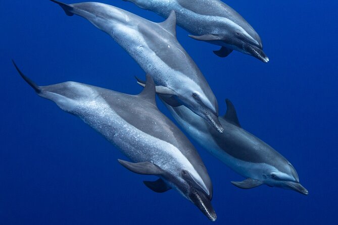 Wild Dolphin Watching and Snorkel Safari Off West Coast of Oahu - Why this west Oahu trip feels different