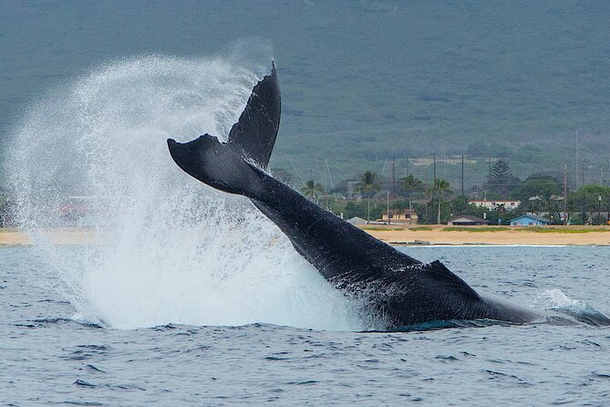 Wild Dolphin Watching and Snorkel Safari Off West Coast of Oahu - Leaving shore in a 32-foot boat