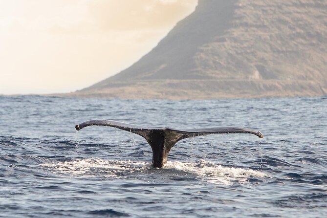 Wild Dolphin Watching and Snorkel Safari Off West Coast of Oahu - Spinner dolphins along the Waianae Coast