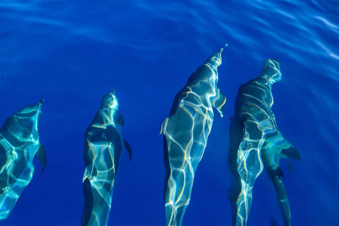 Wild Dolphin Watching and Snorkel Safari Off West Coast of Oahu - Winter whale watching from January through March