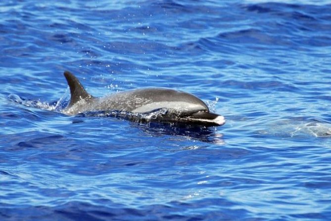 Wild Dolphin Watching and Snorkel Safari Off West Coast of Oahu - Turtle snorkeling and reef fish