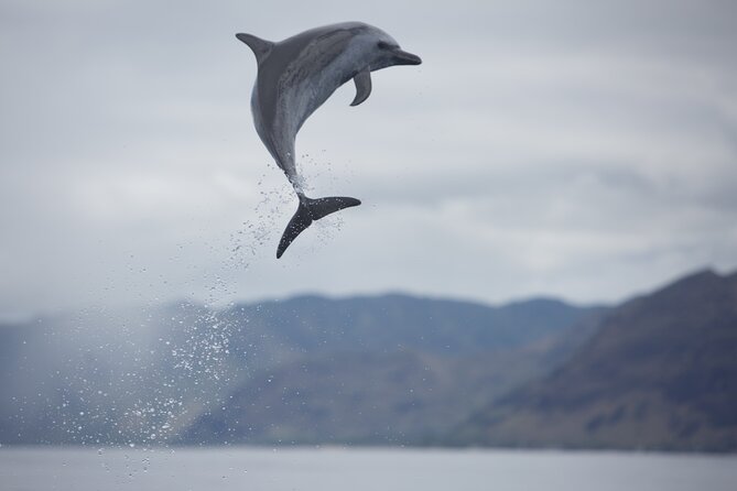 Wild Dolphin Watching and Snorkel Safari Off West Coast of Oahu - Lunch, drinks, and optional equipment