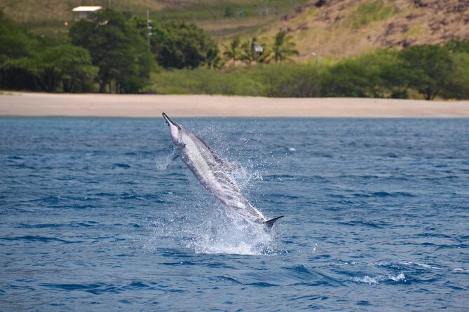 Wild Dolphin Watching and Snorkel Safari Off West Coast of Oahu - What the $193.88 price really covers